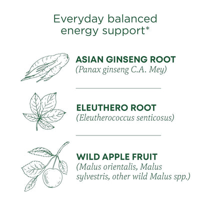 Traditional_Medicinals_Organic,_Stress_Ease_Focus,_Ginseng_Wild_Apple_Mint_Tea_-_Balanced_Energy_Support_&_Adaptogens_-_Kosher,_Non-GMO,_Caffeine-Free,_Compostable_-_16_Tea_Bags