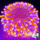 Purple&Orange - 200LED/66FT