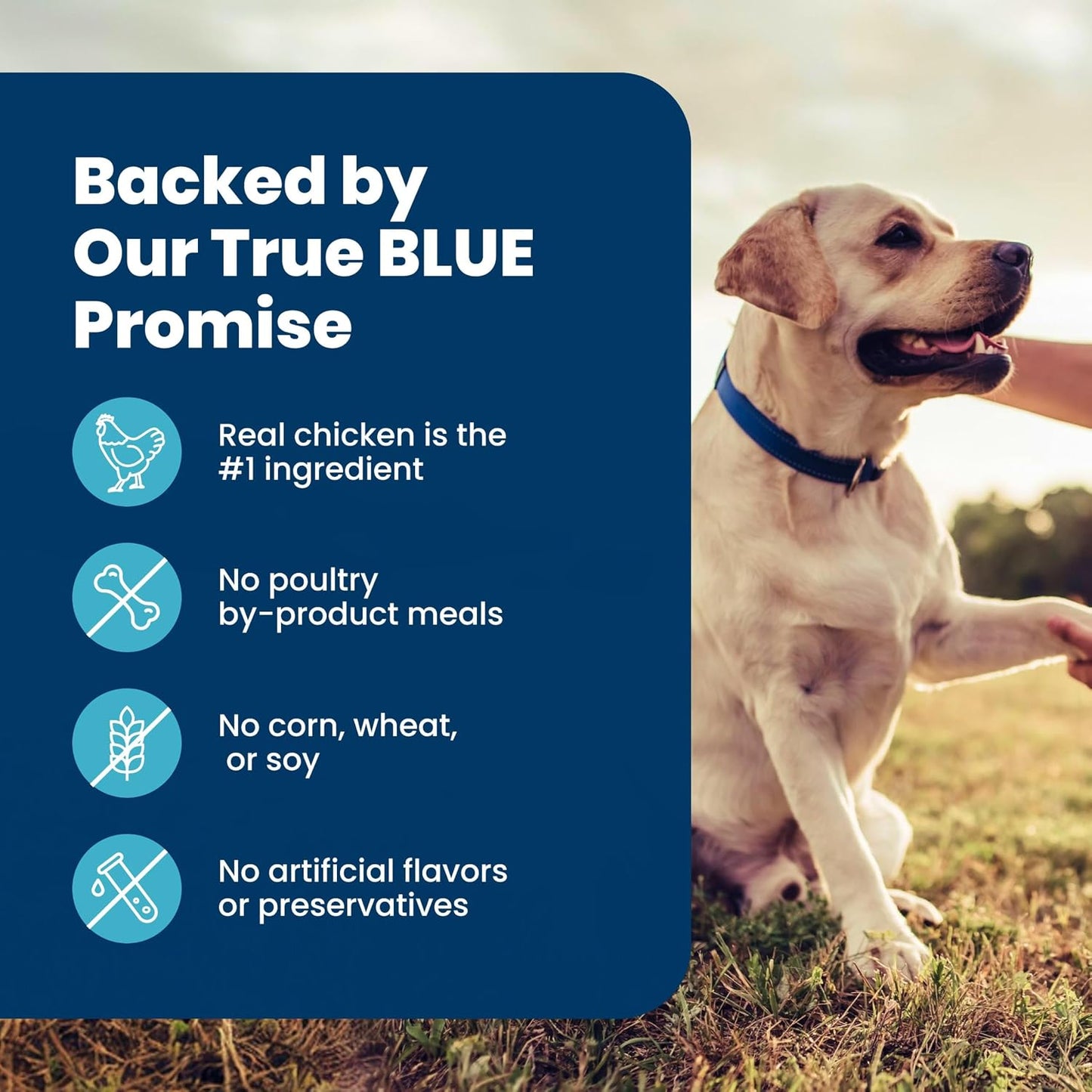 Blue Buffalo Senior Life Protection Chicken & Brown Rice – Holiday Gift for Pet Parents of Senior Pups, 6 lb