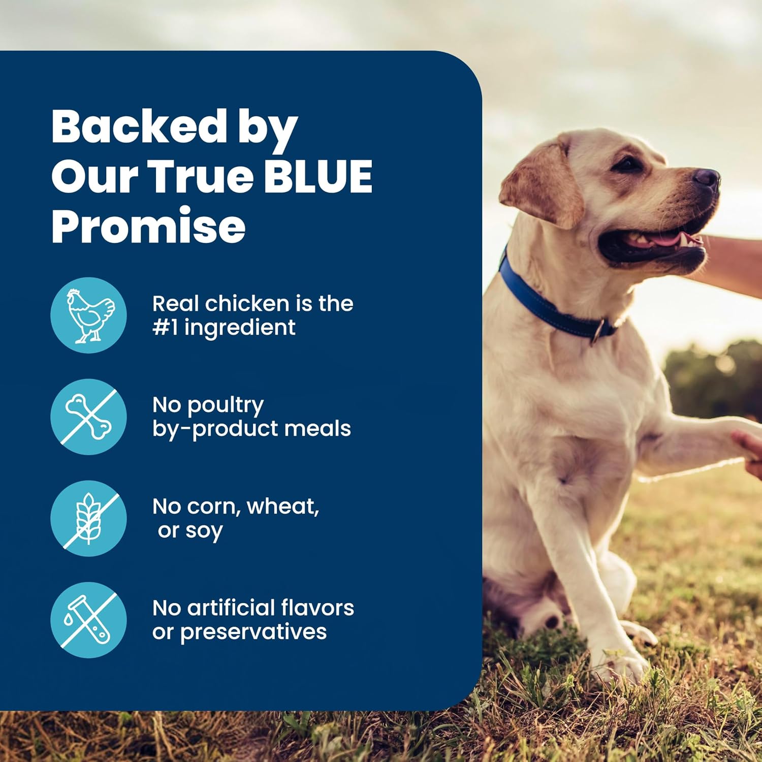 Blue Buffalo Senior Life Protection Chicken & Brown Rice – Holiday Gift for Pet Parents of Senior Pups, 6 lb