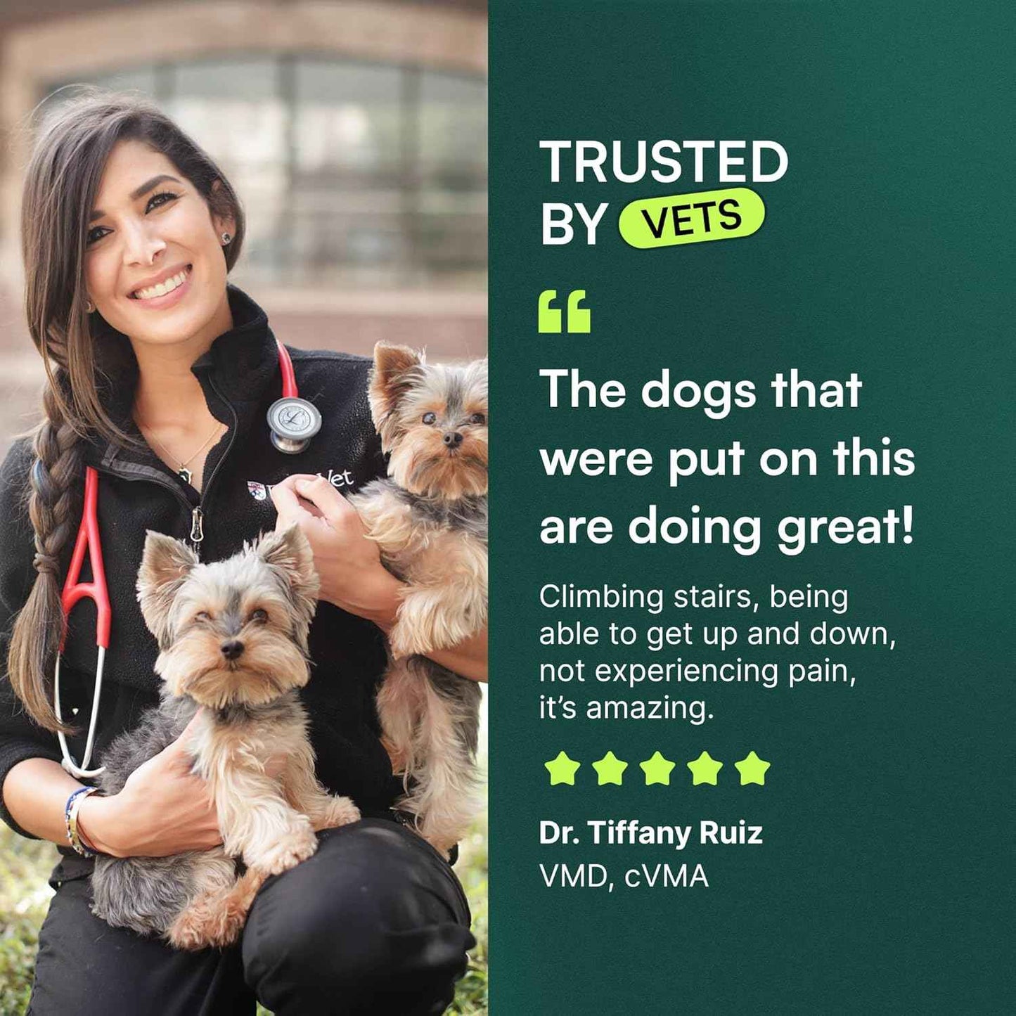 Hip and Joint Chews for Large Dogs – Daily Wellness Ritual for Senior Mobility Support