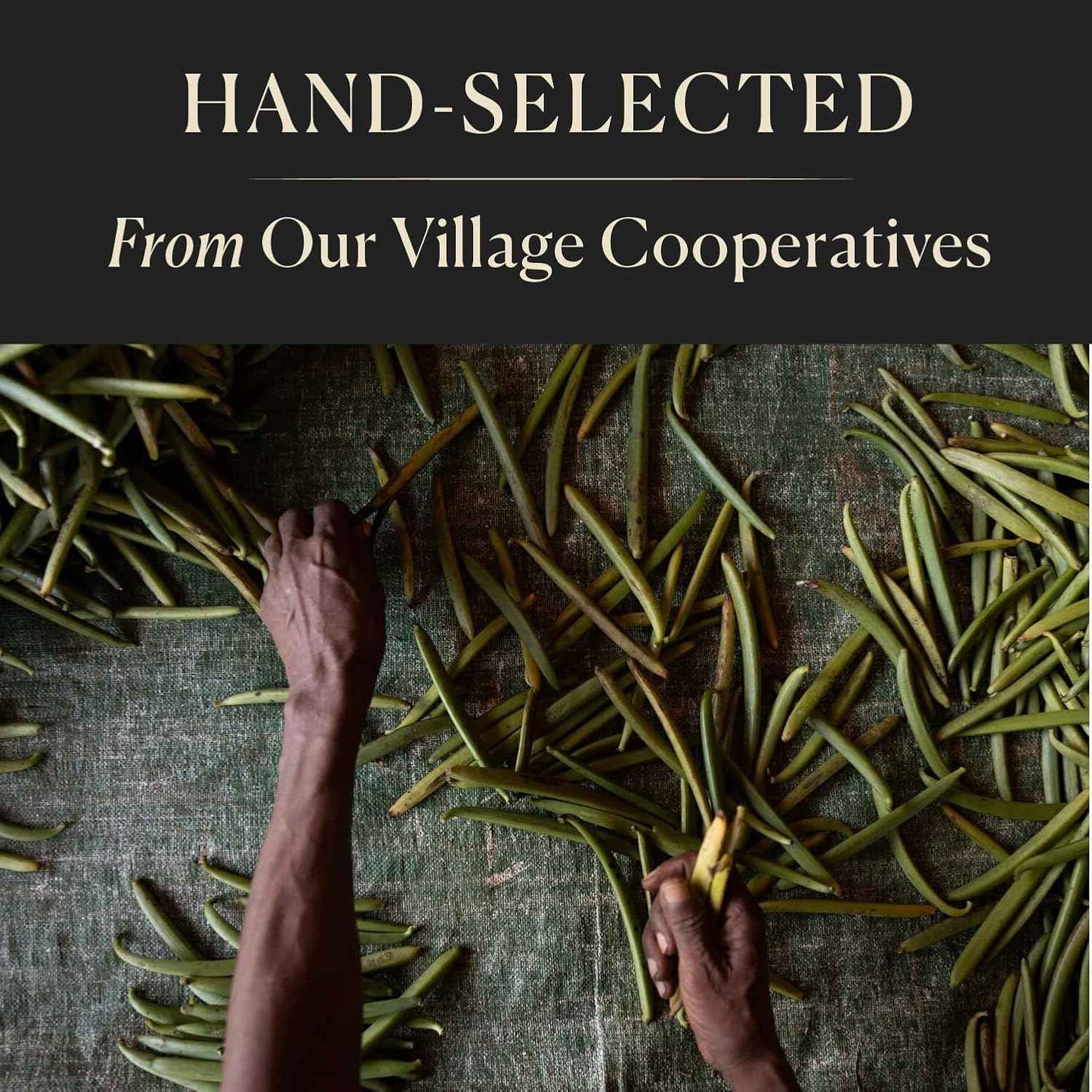 Cook's Madagascar Vanilla Bean Pods – Bulk 10-Pack for Frequent Bakers and DIY Extract Makers
