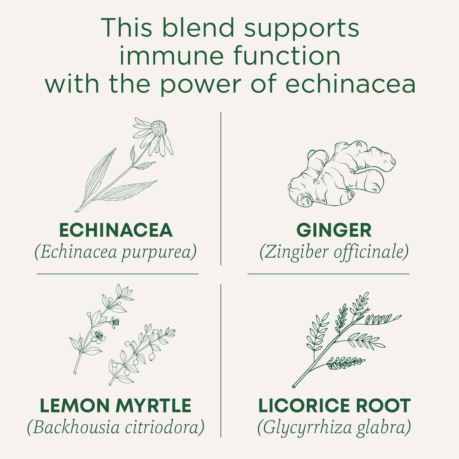 Traditional Medicinals Organic Immune Zoom Lemon Ginger Tea - Home Office Desk Tea for Caffeine-Free Afternoon Focus
