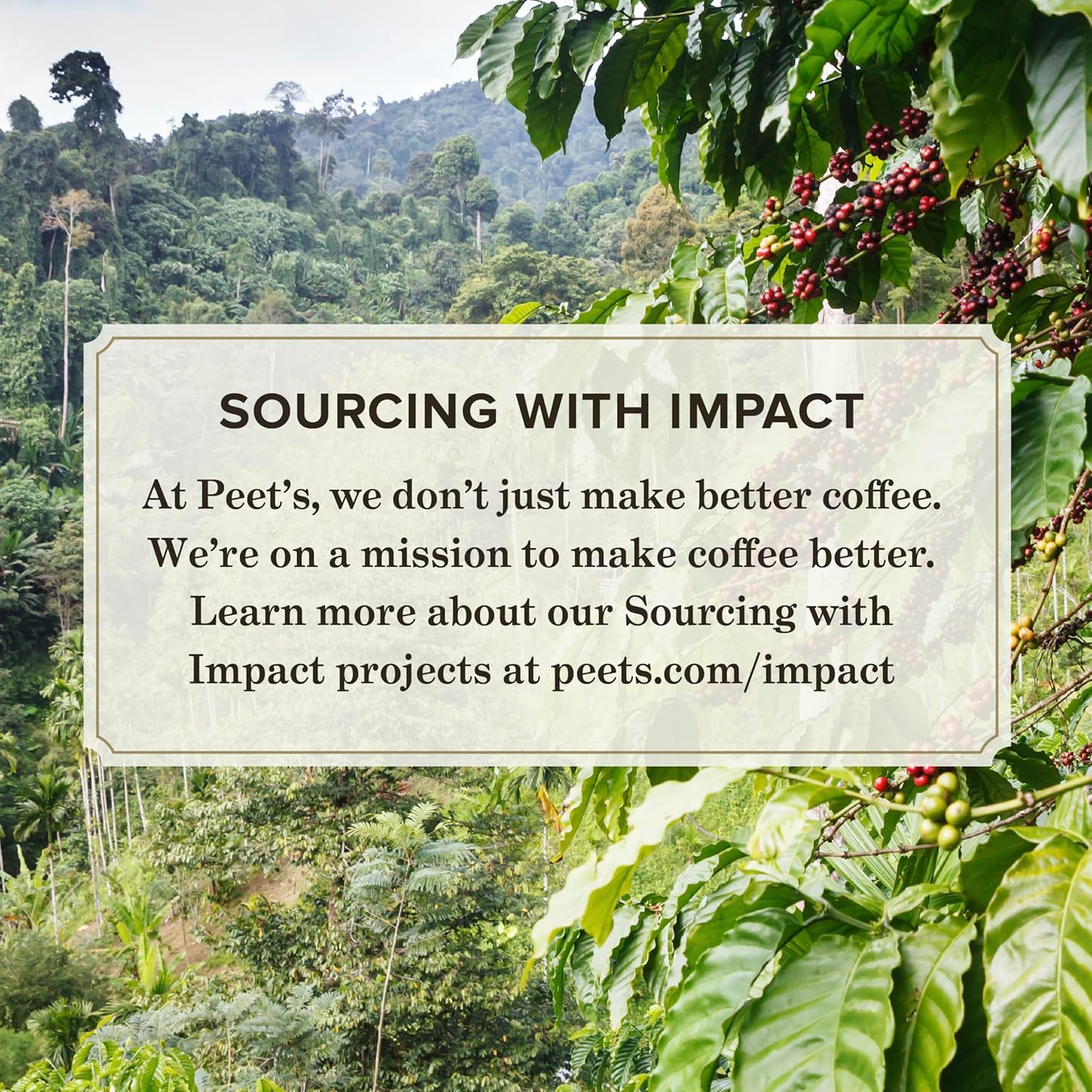 ethically sourced with peet's community-impact sourcing program