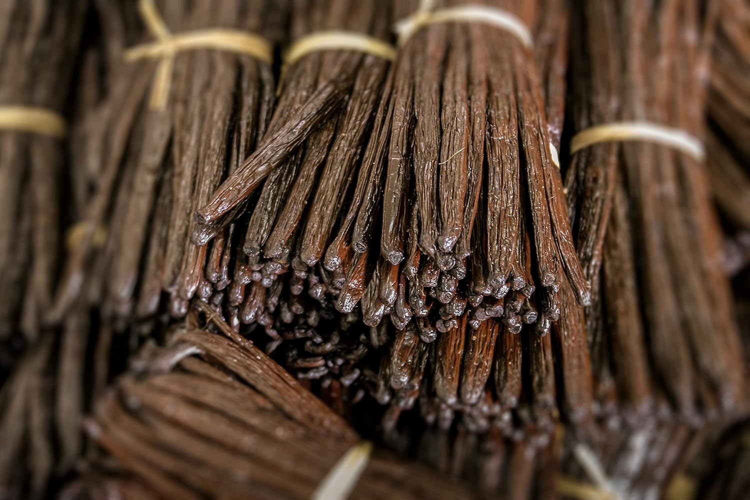 late 2024-2025 fresh crop for peak aroma and potency