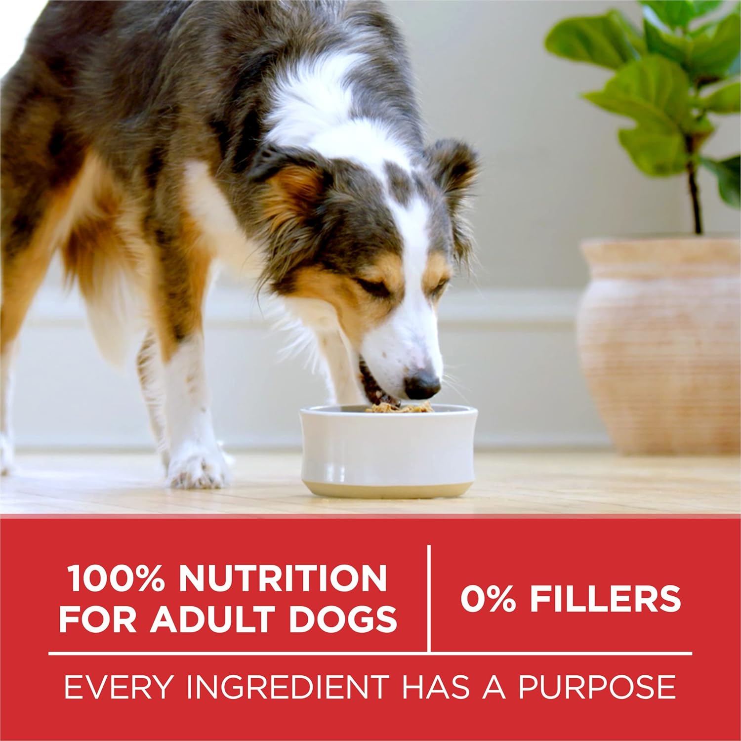 Purina ONE SmartBlend Lamb and Rice Dry Dog Food - Wholesome Everyday Nutrition Near Family Activity Areas, 4 lb. Trial Pack